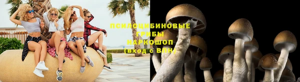 стаф Алзамай